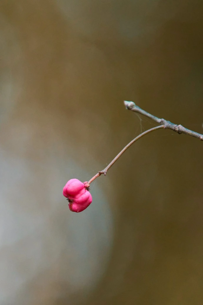 a close up of a flower